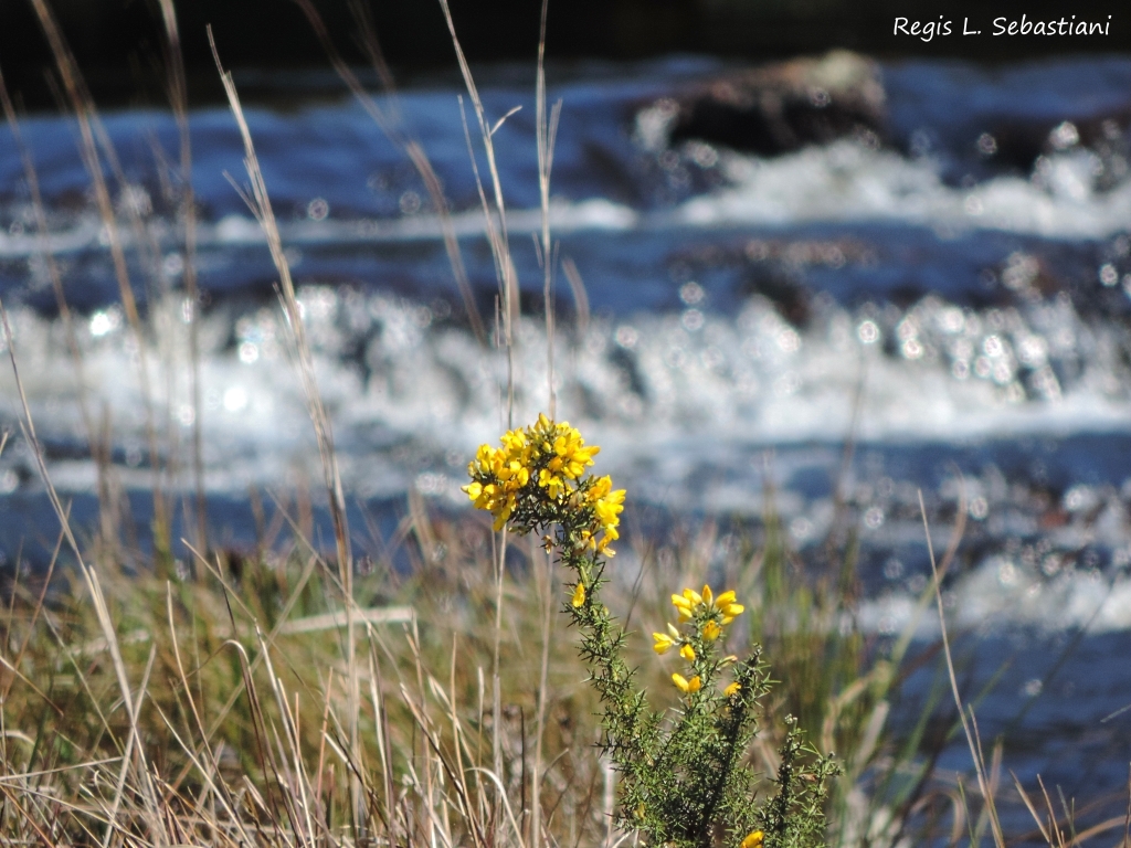 Flor típica da região - Fotos de Cambará do Sul